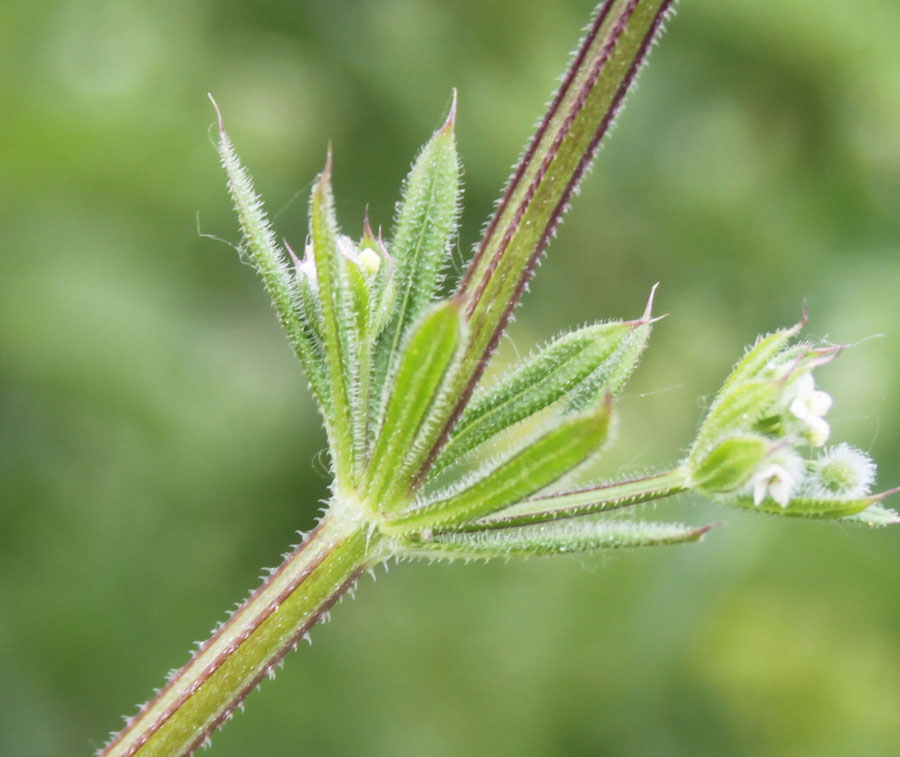 Galium aparine / Caglio asprello